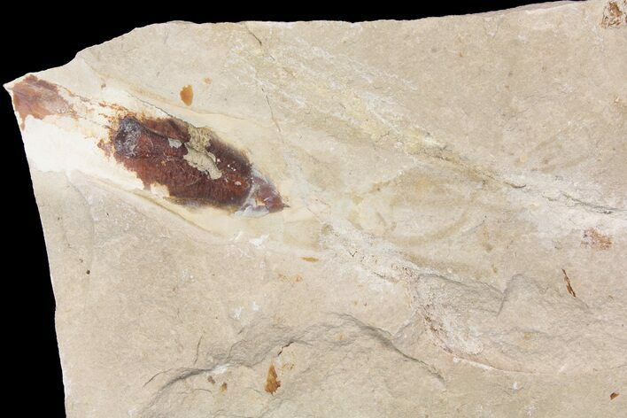 Cretaceous Fossil Squid with Ink Sack & Tentacles - Lebanon #163098